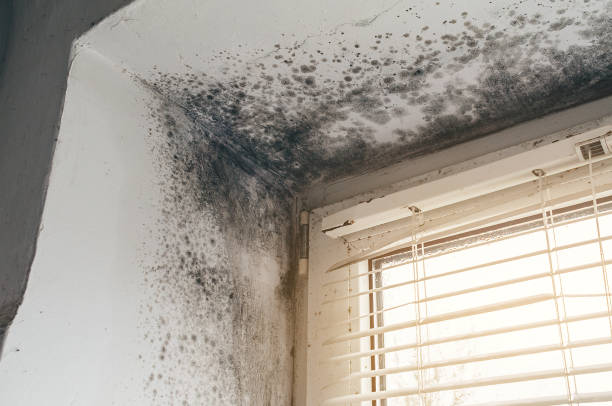Trusted Mold Testing service in Hacksneck, VA - Cheap Mold Removal